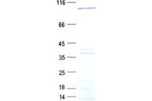Validation with Western Blot (LCA5 Protein (His tag))