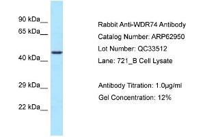 Western Blotting (WB) image for anti-WD Repeat Domain 74 (WDR74) (C-Term) antibody (ABIN2789311) (WDR74 antibody  (C-Term))