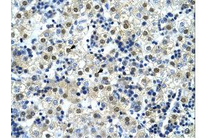Immunohistochemistry (IHC) image for anti-Nuclear Transcription Factor Y, gamma (NFYC) (C-Term) antibody (ABIN2780913) (NFYC antibody  (C-Term))
