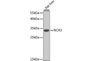 Western blot analysis of extracts of rat liver, using NCR3 antibody (ABIN2564055) at 1:1000 dilution. (NCR3 antibody)