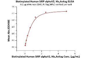Immobilized Human CD47, Fc Tag (Hied) (ABIN2180806,ABIN2180805) at 2 μg/mL (100 μL/well) can bind Biotinylated Human SIRP alphaV2, His,Avitag (ABIN6973267) with a linear range of 0. (SIRP AlphaV2 (AA 31-369) (Active) protein (His tag,AVI tag,Biotin))