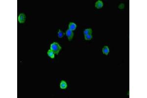 Immunofluorescence staining of HepG2 cells with ABIN7151516 at 1:333, counter-stained with DAPI. (EAF2 antibody  (AA 6-100))