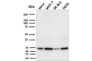 Western Blot Analysis using Mouse Mammaglobin-Monospecific Monoclonal Antibody (MGB1/2000). (Mammaglobin A antibody)