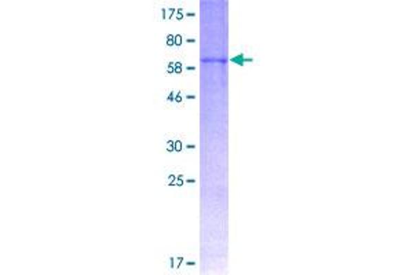 Fibromodulin Protein (FMOD) (AA 1-376) (GST tag)