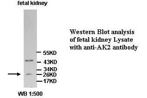 Image no. 1 for anti-Adenylate Kinase 2 (AK2) (Internal Region) antibody (ABIN791075) (Adenylate Kinase 2 antibody  (Internal Region))
