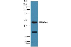Mouse liver lysates probed with Rabbit Anti-LXR alpha + LXR beta Polyclonal Antibody, Unconjugated (ABIN2177438) at 1:300 overnight at 4 °C. (NR1H3 antibody  (AA 361-447))