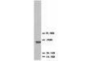 Image no. 2 for anti-C-Fos Induced Growth Factor (Vascular Endothelial Growth Factor D) (Figf) (AA 101-115) antibody (ABIN1493925) (VEGFD antibody  (AA 101-115))