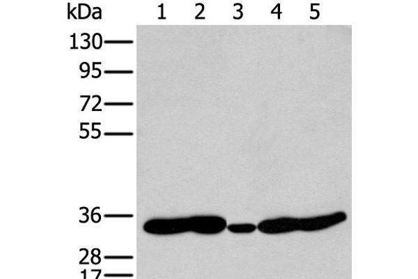 HOXC11 antibody