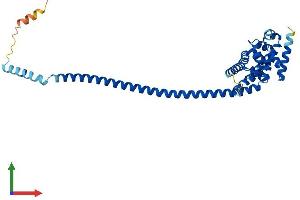 AlphaFold protein structure predicition of Human Recombinant HSF2BP Protein, UniprotID O75031