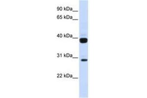 Image no. 1 for anti-Fms-Related tyrosine Kinase 3 Ligand (FLT3LG) (N-Term) antibody (ABIN6743349) (FLT3LG antibody  (N-Term))