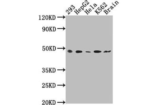 Recombinant FNTB antibody