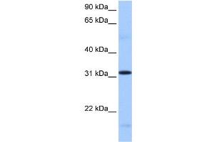 WB Suggested Anti-FUSIP1 Antibody Titration:  0. (SRSF10 antibody  (C-Term))