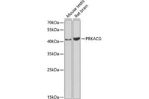 Western blot analysis of extracts of various cell lines using PRKACG Polyclonal Antibody at dilution of 1:1000. (PRKACG antibody)