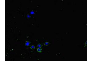 Immunofluorescent analysis of HepG2 cells using ABIN7161435 at dilution of 1:100 and Alexa Fluor 488-congugated AffiniPure Goat Anti-Rabbit IgG(H+L)
