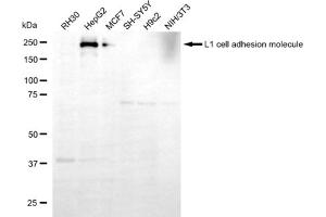 Western blotting analysis using L1 cell adhesion molecule antibody (ABIN7799222).