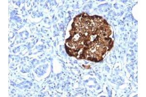 Immunohistochemical staining (Formalin-fixed paraffin-embedded sections) of human pancreas with CHGA recombinant monoclonal antibody, clone CHGA/1815R . (Recombinant Chromogranin A antibody)
