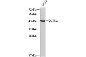 Western blot analysis of extracts of MCF-7 cells, using DCTN2 antibody (ABIN3023198, ABIN3023199, ABIN1512818 and ABIN6219434) at 1:1000 dilution. (Dynamitin antibody  (AA 50-320))