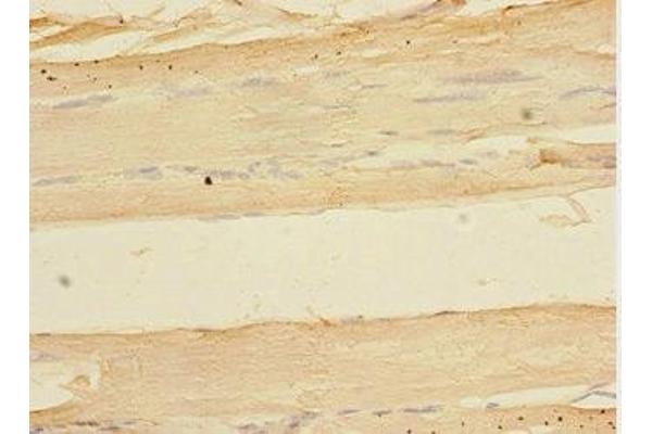 TOB2 antibody  (AA 1-70)