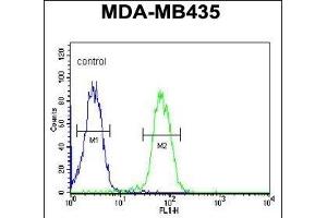 ASM3A Antibody (C-term) (ABIN651168 and ABIN2840109) flow cytometric analysis of MDA-M cells (right histogram) compared to a negative control cell (left histogram).