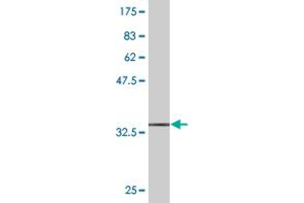 MVK antibody  (AA 297-396)