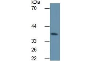 Detection antibody from the kit in WB with Positive Control:  Sample Mouse liver lysate.