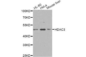 Western blot analysis of extracts of various cell lines, using HDAC3 antibody (ABIN6290462) at 1:1000 dilution.