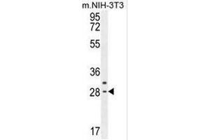CLDN22 Antibody (Center) western blot analysis in mouse NIH-3T3 cell line lysates (35µg/lane). (Claudin 22 (CLDN22) (AA 97-126), (Middle Region) antibody)