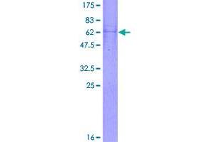 SUCLG1 Protein (AA 1-333) (GST tag)