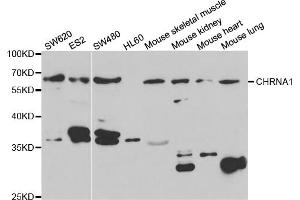 Western blot analysis of extracts of various cell lines, using CHRNA1 antibody. (CHRNA1 antibody)