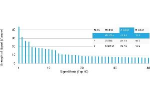 Protein Array (PAr) image for anti-PDZ and LIM Domain 5 (PDLIM5) antibody (ABIN7456030) (PDLIM5 antibody)