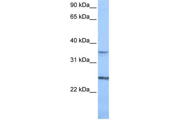 PIGF antibody  (N-Term)