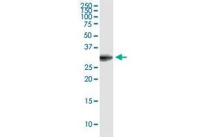 EEF1B2 monoclonal antibody (M11), clone 2C11. (EEF1B2 antibody  (AA 1-225))