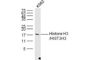 K562 Cell lysates probed with Histone H3 Polyclonal Antibody, unconjugated  at 1:300 overnight at 4°C followed by a conjugated secondary antibody at 1:10000 for 60 minutes at 37°C. (Histone 3 antibody  (AA 71-136))
