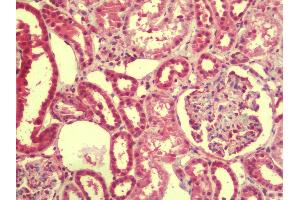 Anti-EMX1 antibody IHC staining of human kidney. (EMX1 antibody  (N-Term))