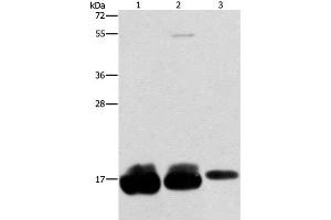 Western Blot analysis of Hela, hepg2 and A375 cell using IFITM3 Polyclonal Antibody at dilution of 1:500 (IFITM3 antibody)
