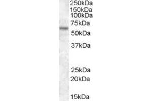 ABIN184740 (1µg/ml) staining of HEK293 lysate (35µg protein in RIPA buffer).