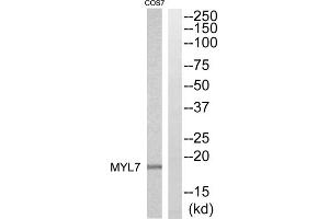 Western blot analysis of extracts from COS7 cells, using MYL7 antibody. (MYL7 antibody  (Internal Region))