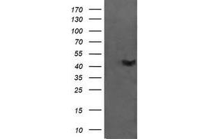 Image no. 1 for anti-Chromosome 2 Open Reading Frame 62 (C2orf62) antibody (ABIN1497054) (C2orf62 antibody)