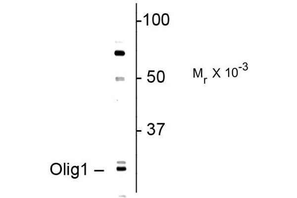 OLIG1 antibody