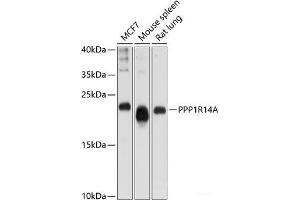 Western blot analysis of extracts of various cell lines using PPP1R14A Polyclonal Antibody at dilution of 1:1000. (CPI-17 antibody)