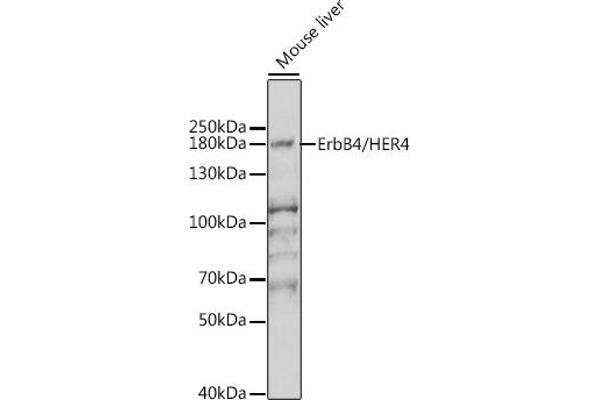 ERBB4 Antikörper  (AA 26-160)