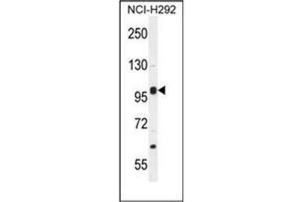 NBPF8 antibody  (N-Term)