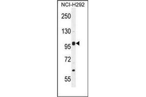 Western blot analysis of NBPF8 Antibody (N-term) in NCI-H292 cell line lysates (35ug/lane).