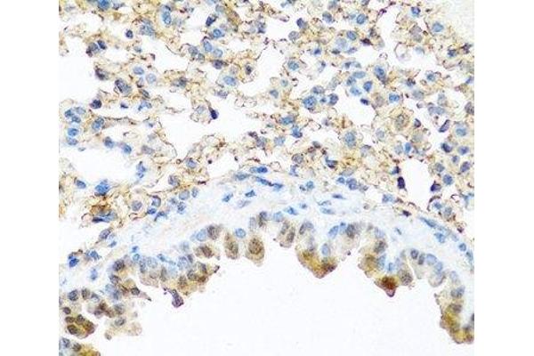 PI3 antibody