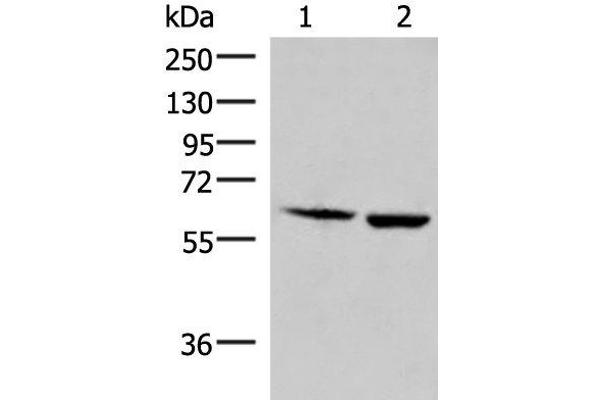 JRKL antibody