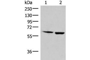 Western blot analysis of Juakat and K562 cell lysates using JRKL Polyclonal Antibody at dilution of 1:800 (JRKL antibody)