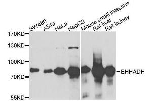 Western blot analysis of extracts of various cell lines, using EHHADH antibody. (EHHADH antibody  (AA 444-723))