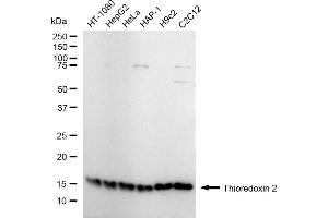 anti-Thioredoxin 2 (TXN2) antibody