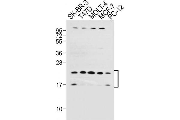 UBE2W antibody  (C-Term)