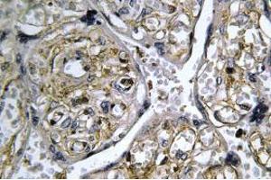 Image no. 1 for anti-Insulin-Like 4 (Placenta) (INSL4) antibody (ABIN317832) (INSL4 antibody)